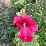 Alcea setosaLorea