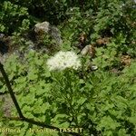 Katapsuxis silaifolia Mosusu