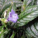 Strobilanthes auriculata Yeri