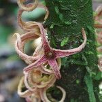 Uvariopsis bakeriana ᱵᱟᱦᱟ
