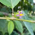 Solanum bahamense Kvet