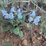 Craterostigma hirsutum Blüte