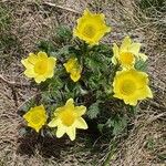 Pulsatilla alpina (L.) DelarbreBlomst