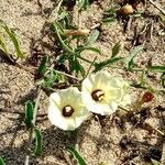 Xenostegia tridentata Flor