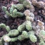 Opuntia polyacantha 葉