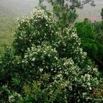 Calophyllum caledonicum Natur