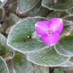 Tradescantia crassifolia Blomst