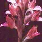 Anacamptis papilionacea Flor