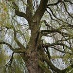 Salix × pendulina অভ্যাস