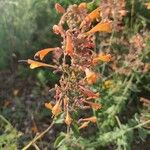 Agastache rupestris Flower