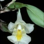 Rodriguezia candida Flor