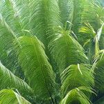 Cycas circinalis Folha