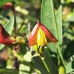 Cajanus cajan Flower