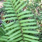 Blechnum cordatum Лист