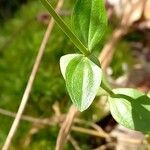 Centaurium erythraea ᱥᱟᱠᱟᱢ