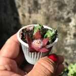 Duvalia sulcata Leaf