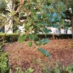 Quercus faginea Fulla