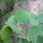 Populus tremula 叶