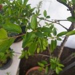 Prunus japonica 葉
