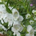 Angelonia biflora Květ