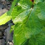 Clerodendrum speciosissimum Folio