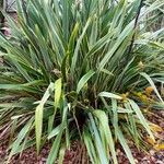 Phormium tenax Leaf