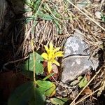 Sternbergia colchiciflora Blodyn