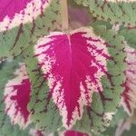 Coleus decurrensDeilen