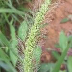 Setaria vulpiseta Flor