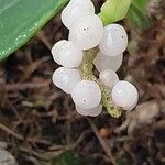 Anthurium scandens Fruto