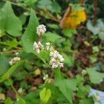 Fagopyrum esculentum Flower