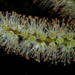 Weinmannia ouaiemensis Flor