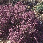 Erica umbellata Flower