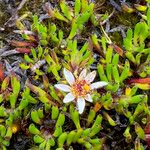 Werneria pygmaea Blüte
