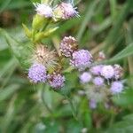 Conoclinium coelestinum Flower