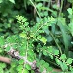 Phyllanthus niruri 葉