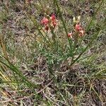 Oenothera suffrutescens Flor