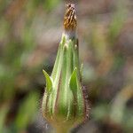 Agoseris heterophylla Fruit