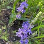 Veronica austriaca Flower