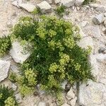 Crithmum maritimum 整株植物