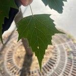 Tilia mongolica 葉