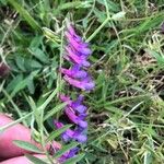 Vicia eriocarpa Blodyn