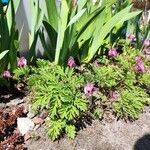 Dicentra formosa Blad