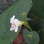 Asystasia gangetica Çiçek