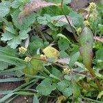 Persicaria lapathifolia Hábitos