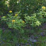 Hypericum frondosum Habit