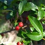 Allophylus edulis Fruit