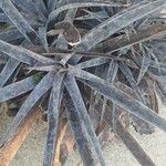 Agave maculata Leaf