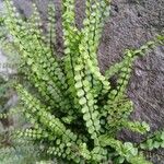 Asplenium trichomanes Φύλλο