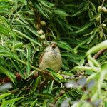 Elaeagnus angustifolia 叶